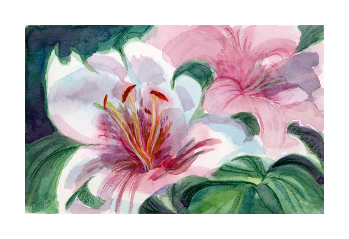 Painted Lilies