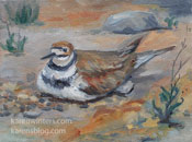Kildeer bird painting