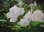 White Roses oil painting botanical study 6 x 8 inches oil floral painting by Karen Winters