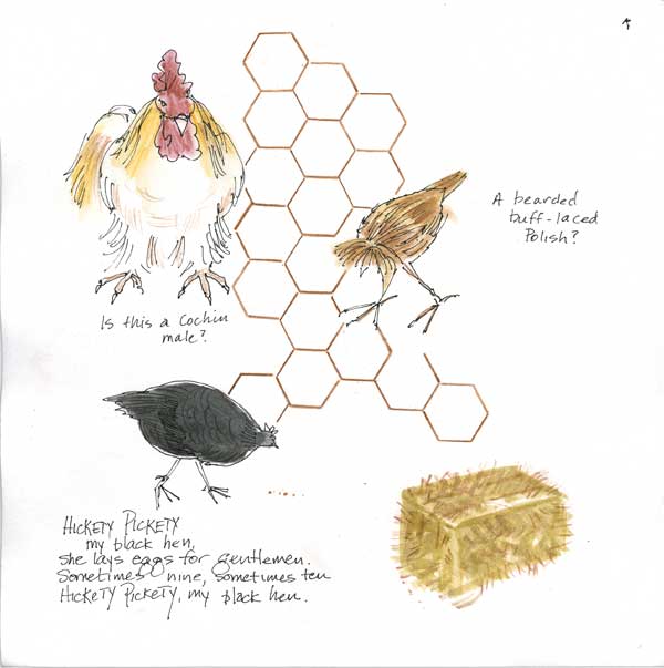 chickens
