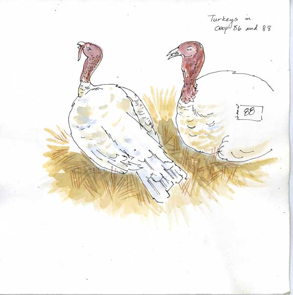 turkeys